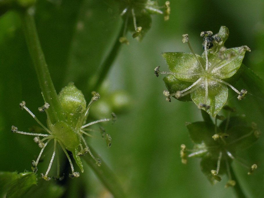Живой напочвенный Покров Осока Зеленчук Пролесник