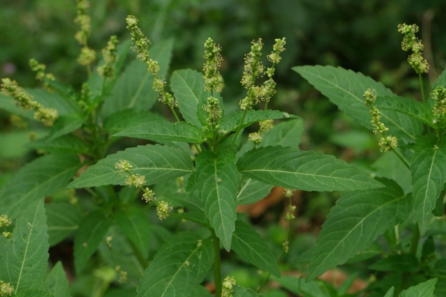 Пролесник Европейский