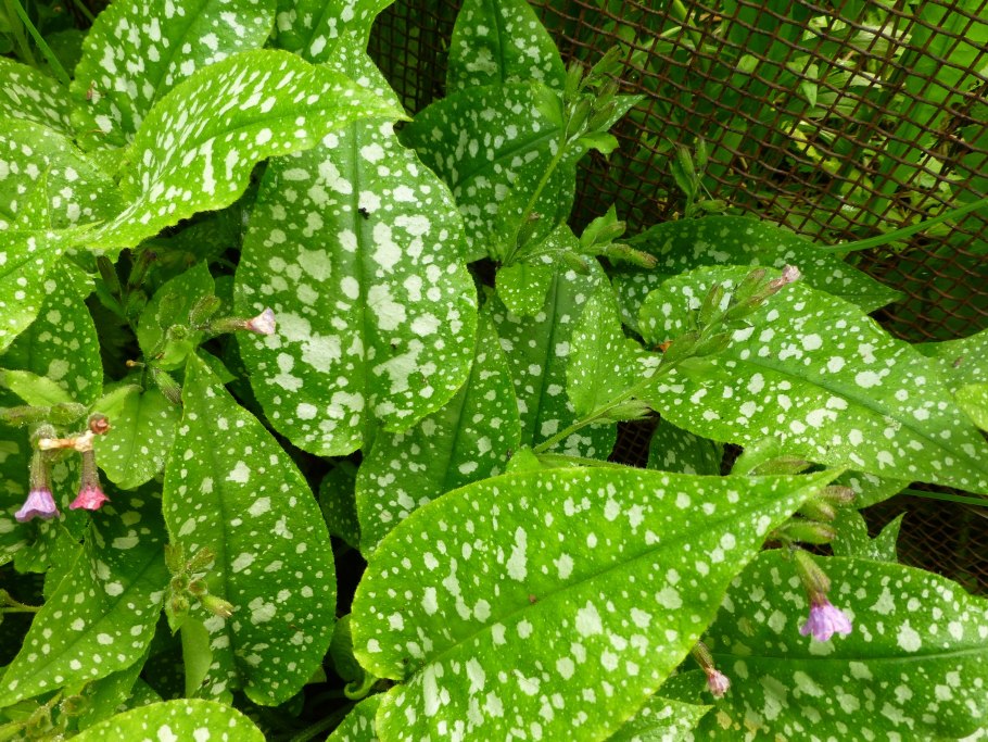 Медуница сахарная \ pulmonaria saccharata