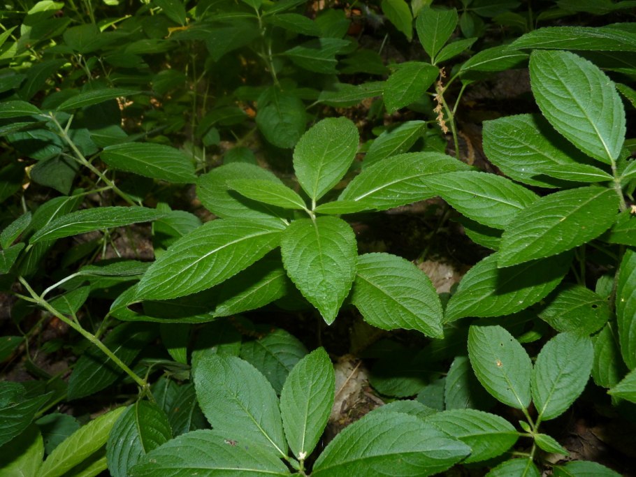 Пролеска многолетняя Mercurialis perennis