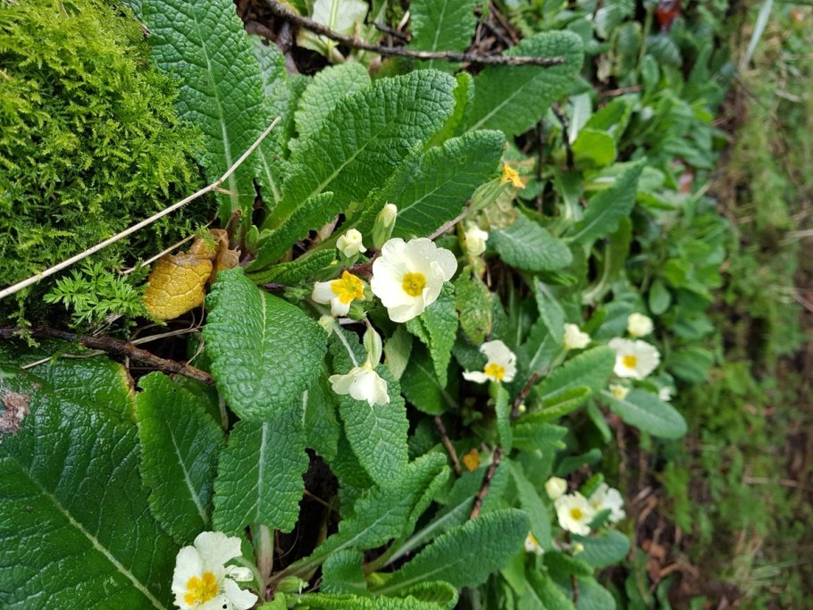 Цветы многолетники для дачи Ландыш