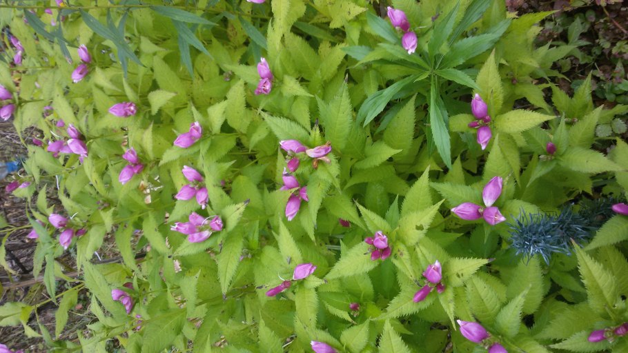 Многолетники темные