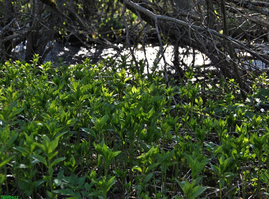 Пролеска однолетняя Mercurialis annua