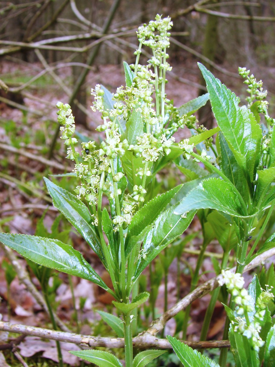 Пролесник Европейский
