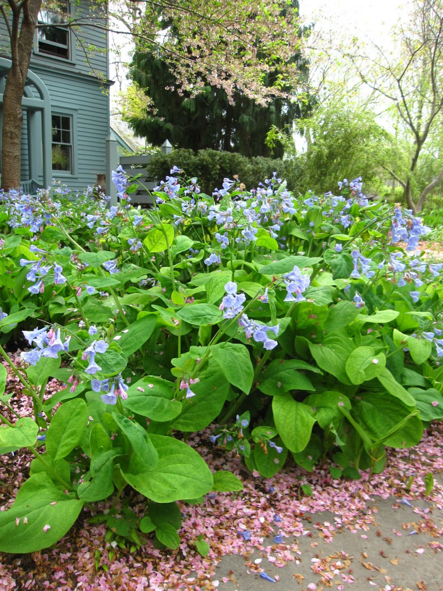 Мертензия виргинская