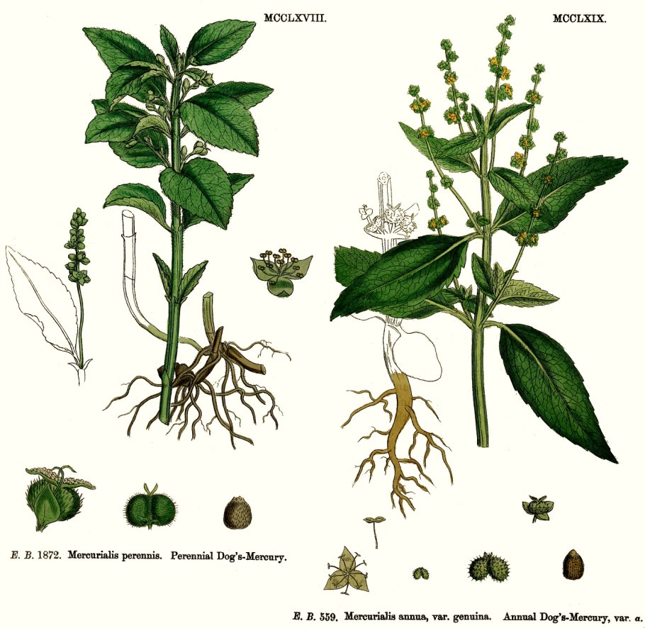 Пролесник многолетний Mercurialis perennis