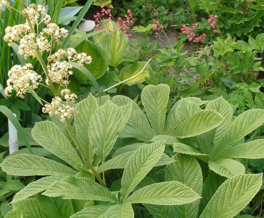 Роджерсия конскокаштанолистная