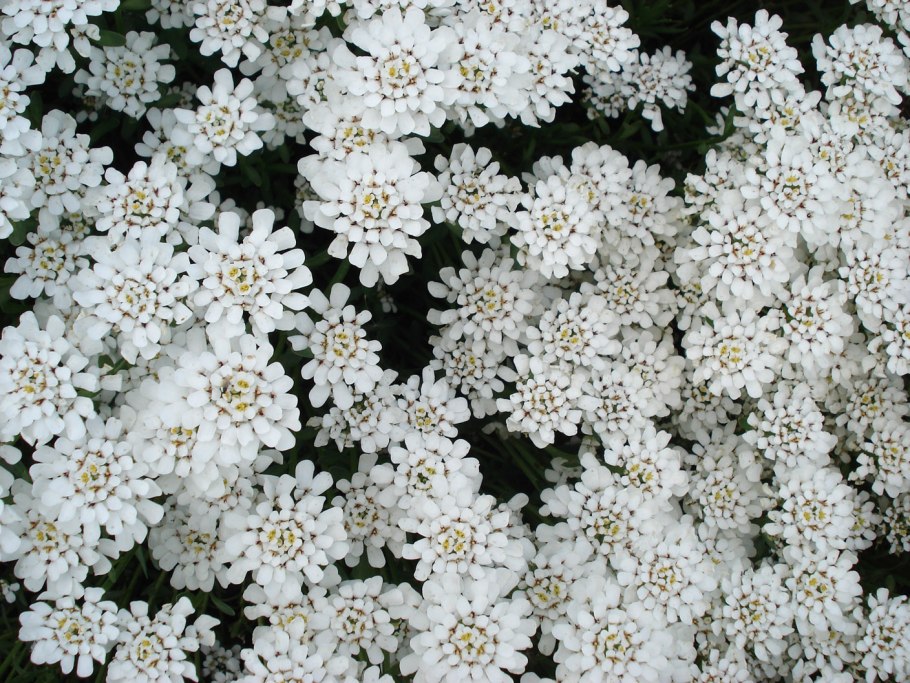 Иберис (Стенник)