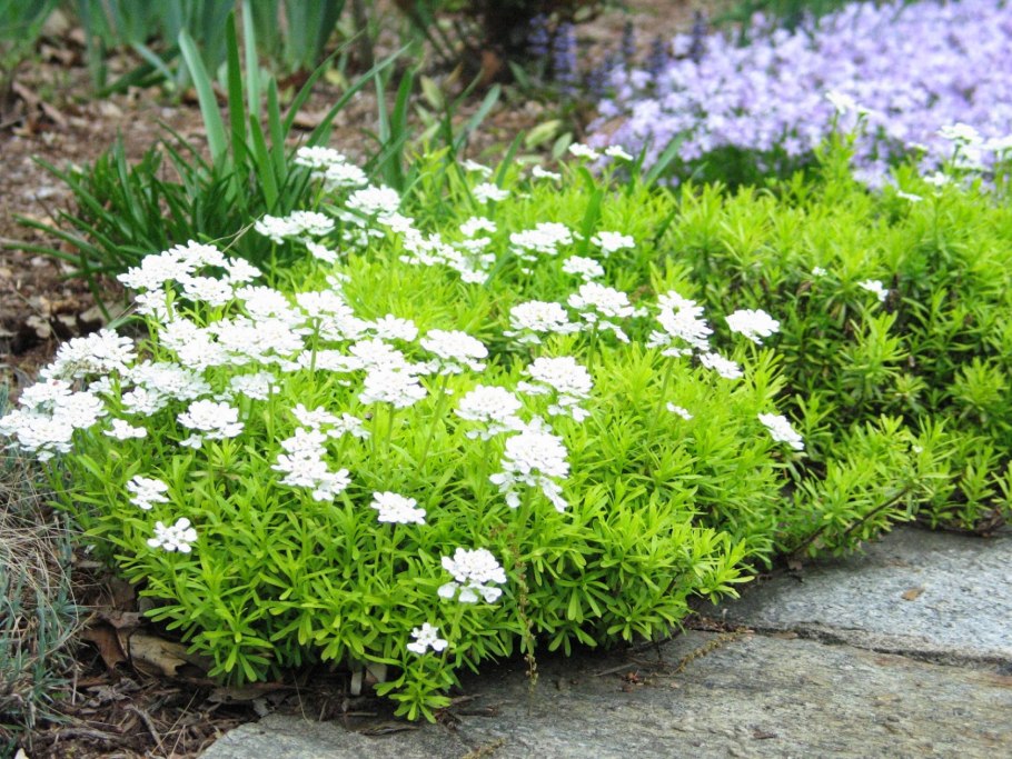 Иберис зонтичный