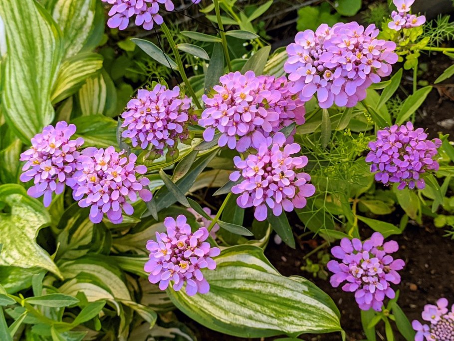 Иберис Гибралтарский