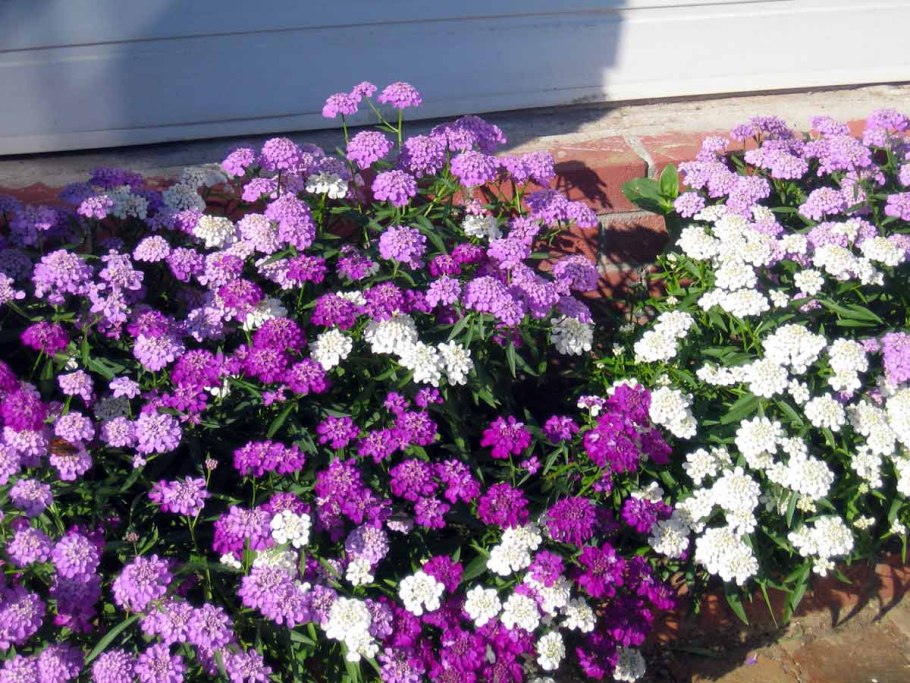 Иберис лазурит