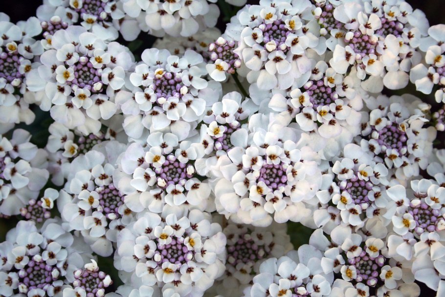 Иберис Александрия