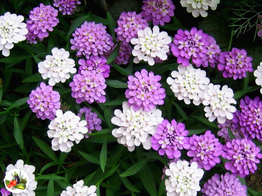 Иберис зонтичный многолетний