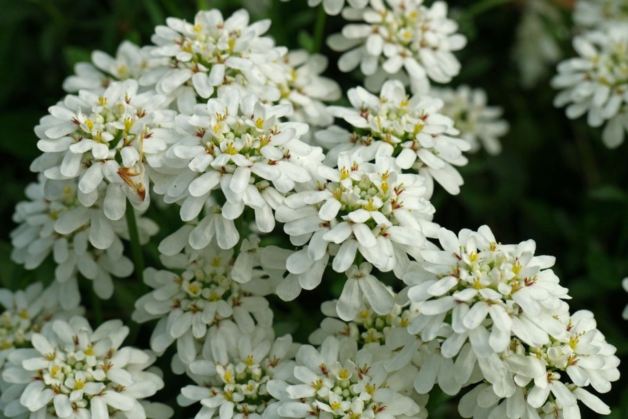 Иберис зонтичный