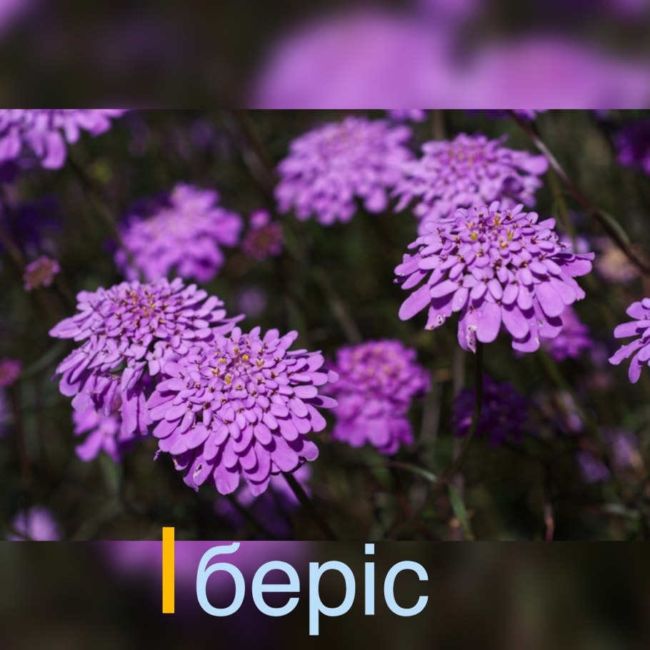 Иберис Кэндитафт