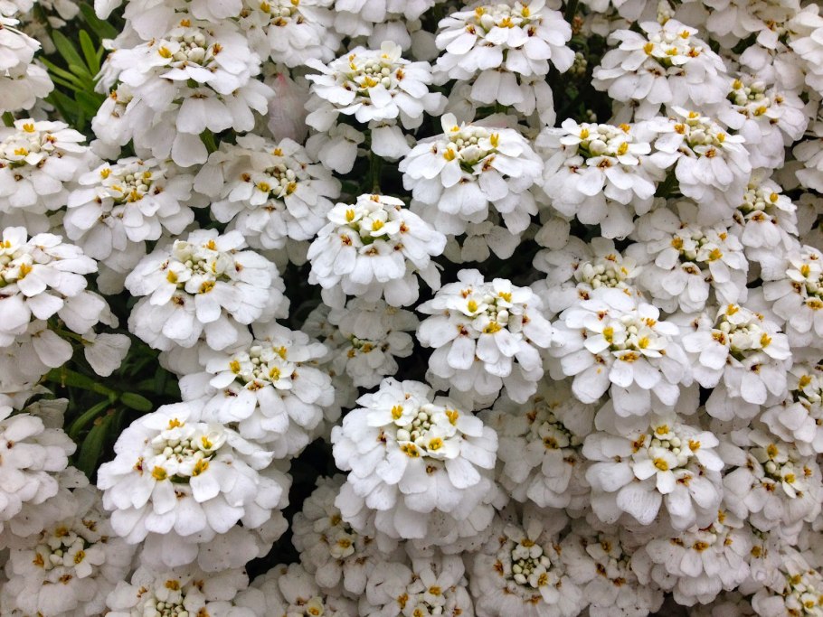 Иберис sempervirens