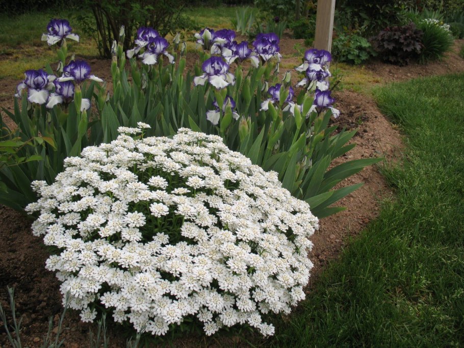 Иберис зонтичный