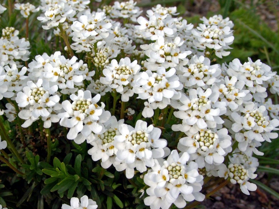 Иберис зончатый