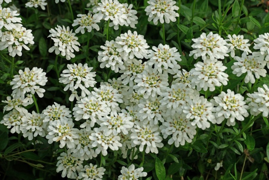 Иберис Свит Кэнди