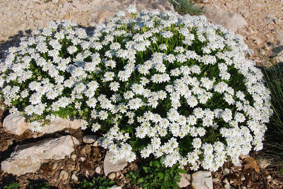 Иберис вечнозеленый уайтаут