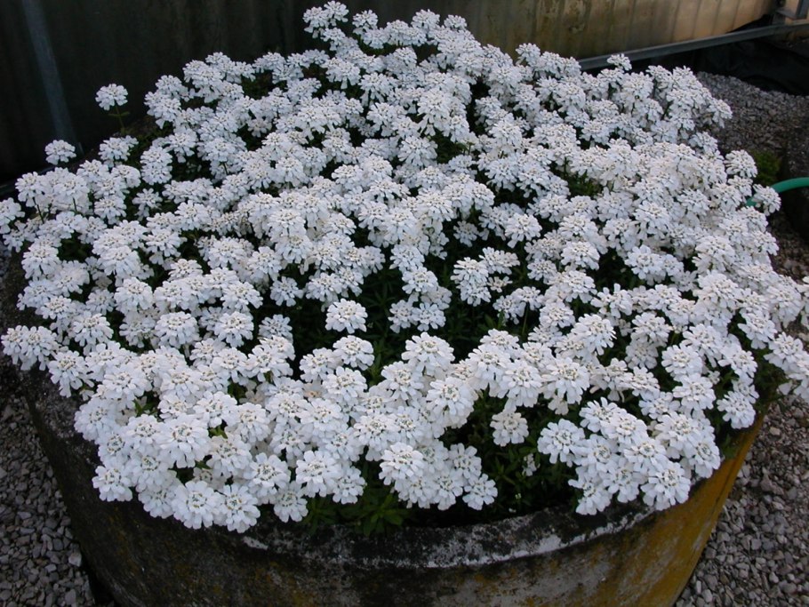 Иберис зонтичный Лилициана