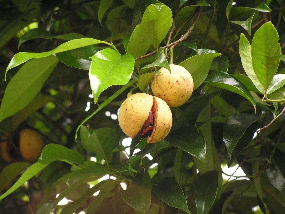 Nutmeg — мускатный орех