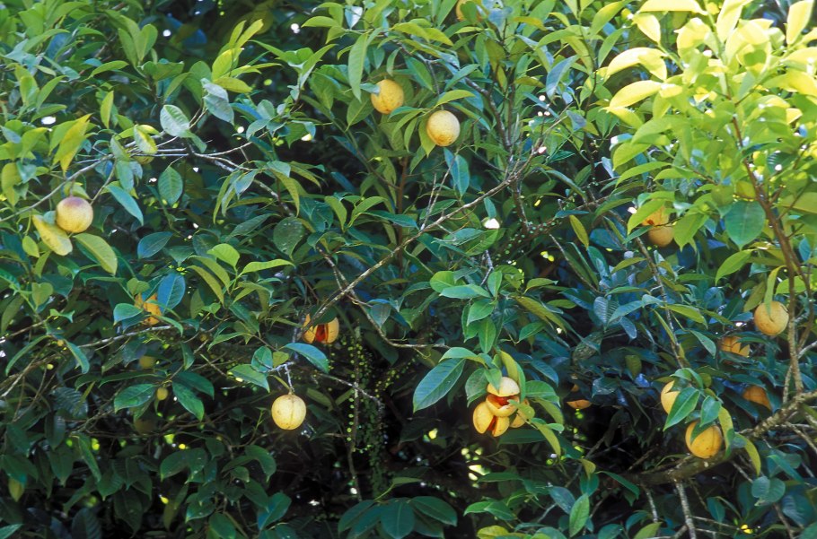 Мускат орех