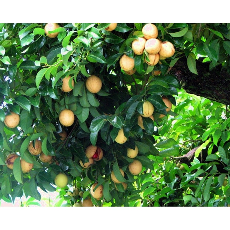 Мускатный орех (Myristica fragrans)