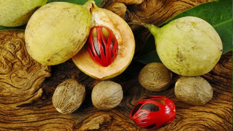 Мускатный орех дерево