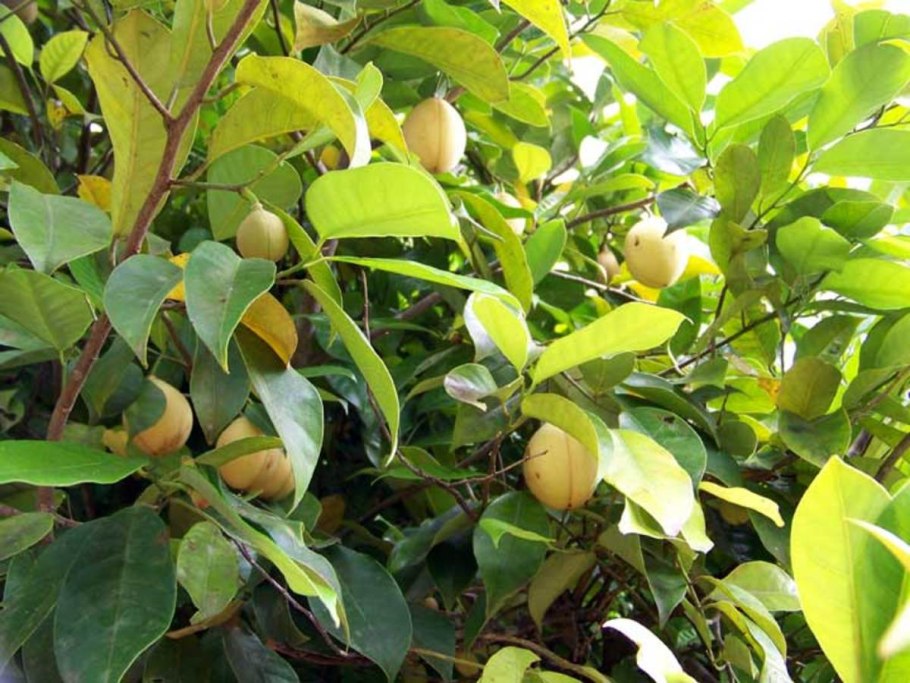 Мускат орех дерево