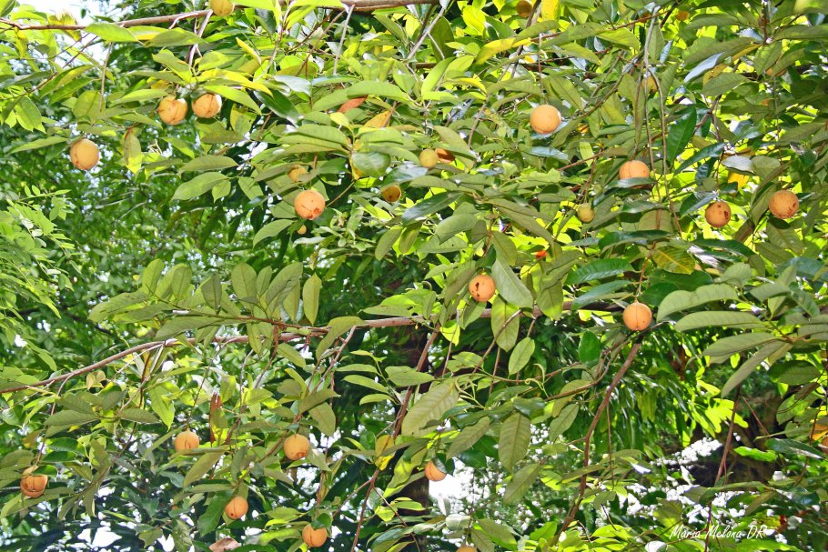 Nutmeg — мускатный орех