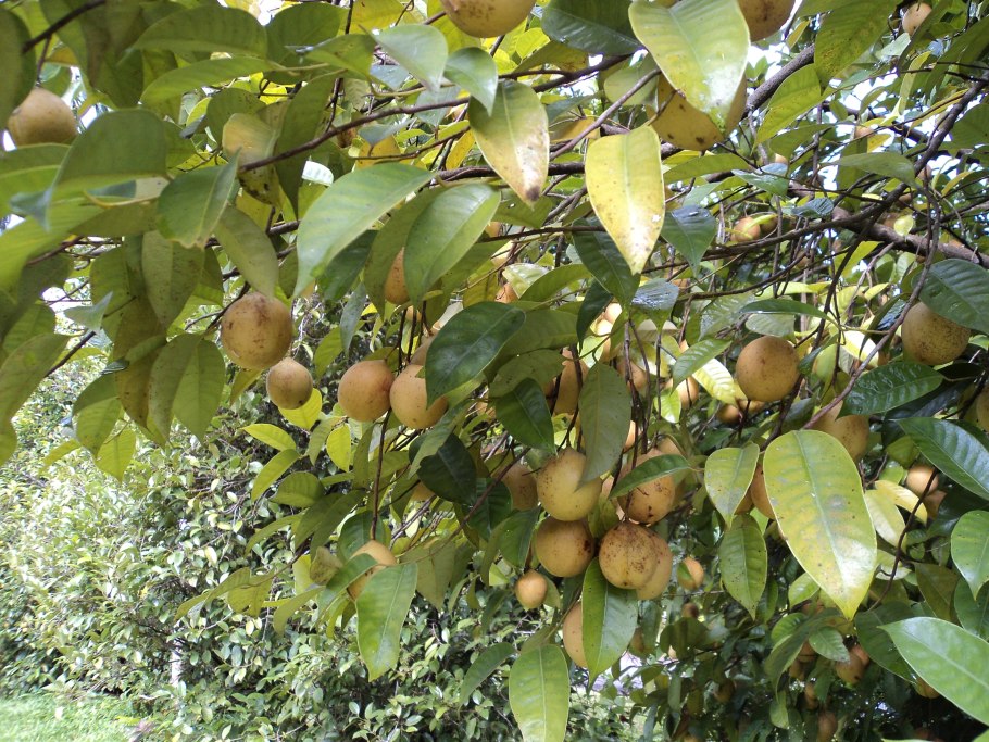 Nutmeg — мускатный орех