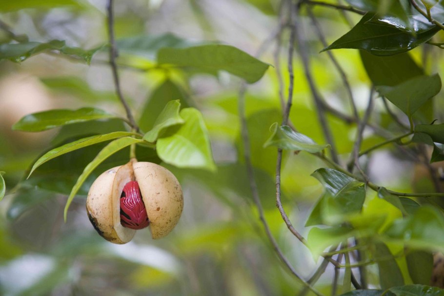 Myristica fragrans Houtt.