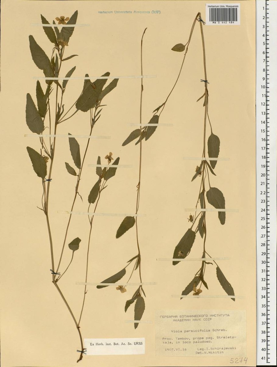 Фиалка персиколистная описание