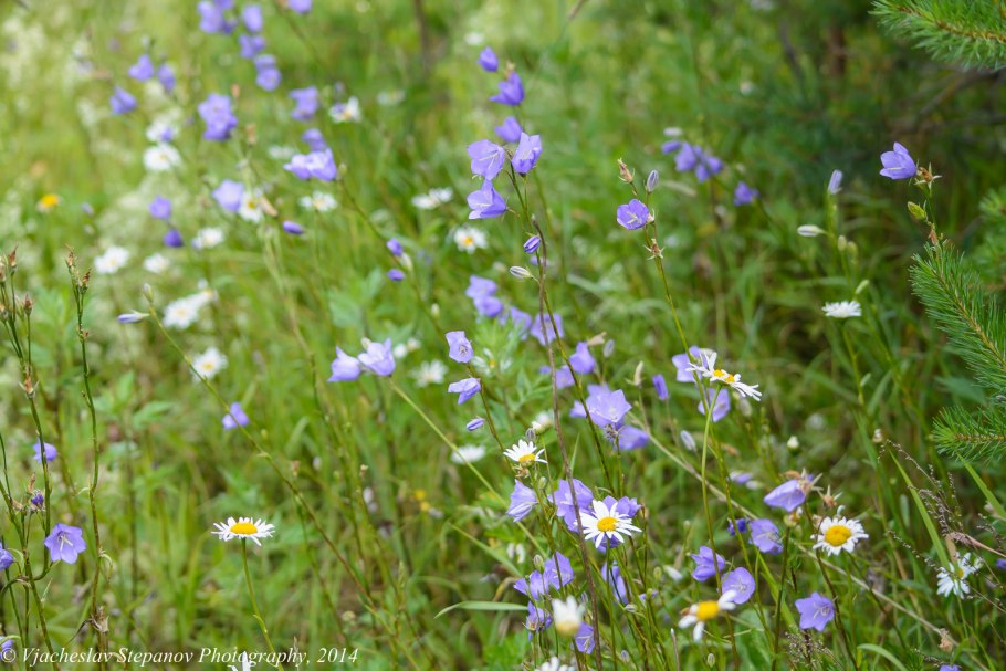 Фиалка Луговая Полевая