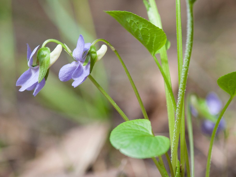 Фиалка лысая