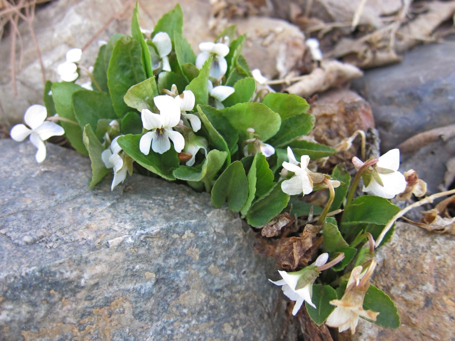Фиалка Pink African Violet