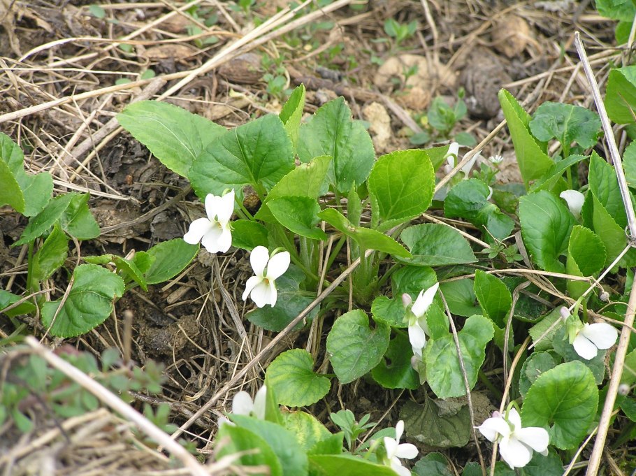 Орудие фиалка