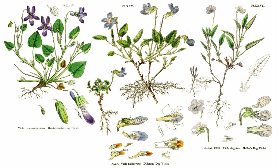 Фиалка трехцветная микроскопия