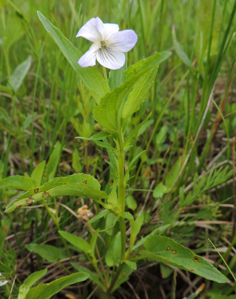 Viola stagnina