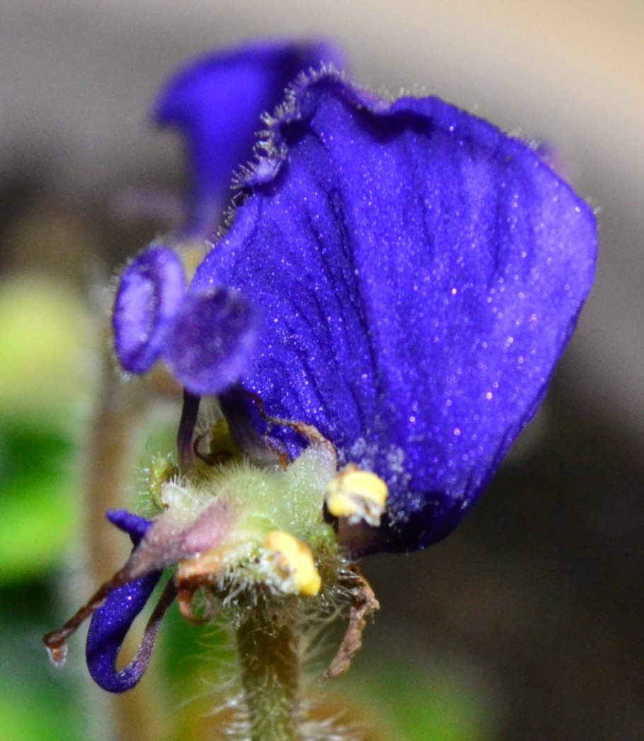 Viola epipsila клейстогамия