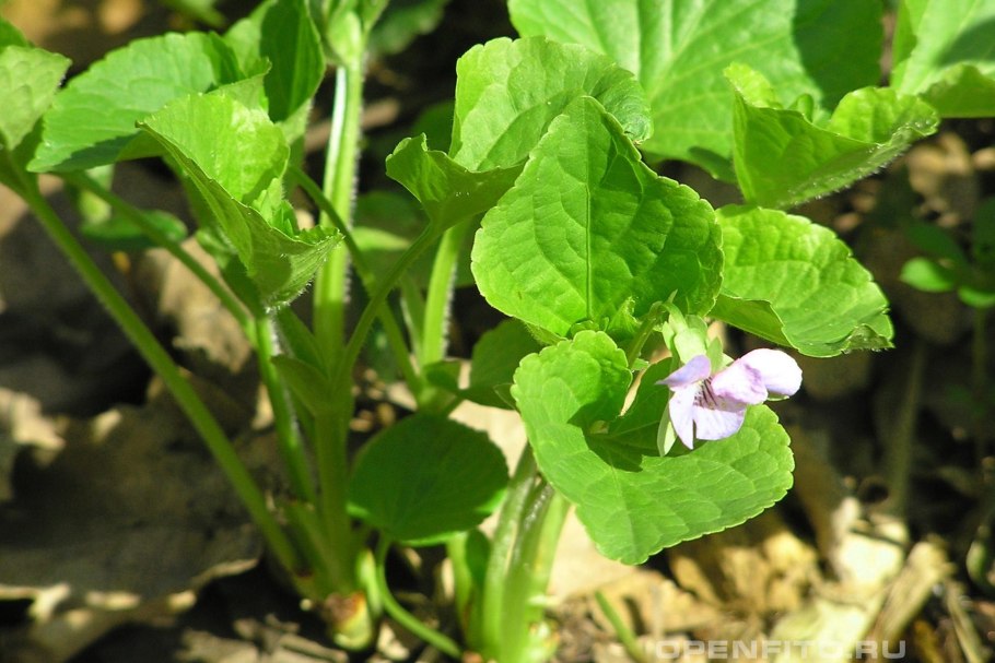 Эвдикоты комнатная