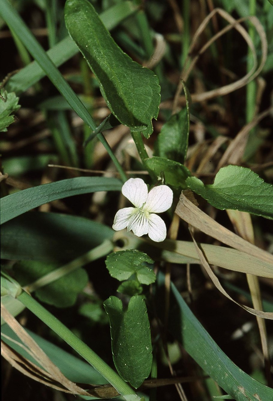Фиалка персиколистная Víola persicifólia