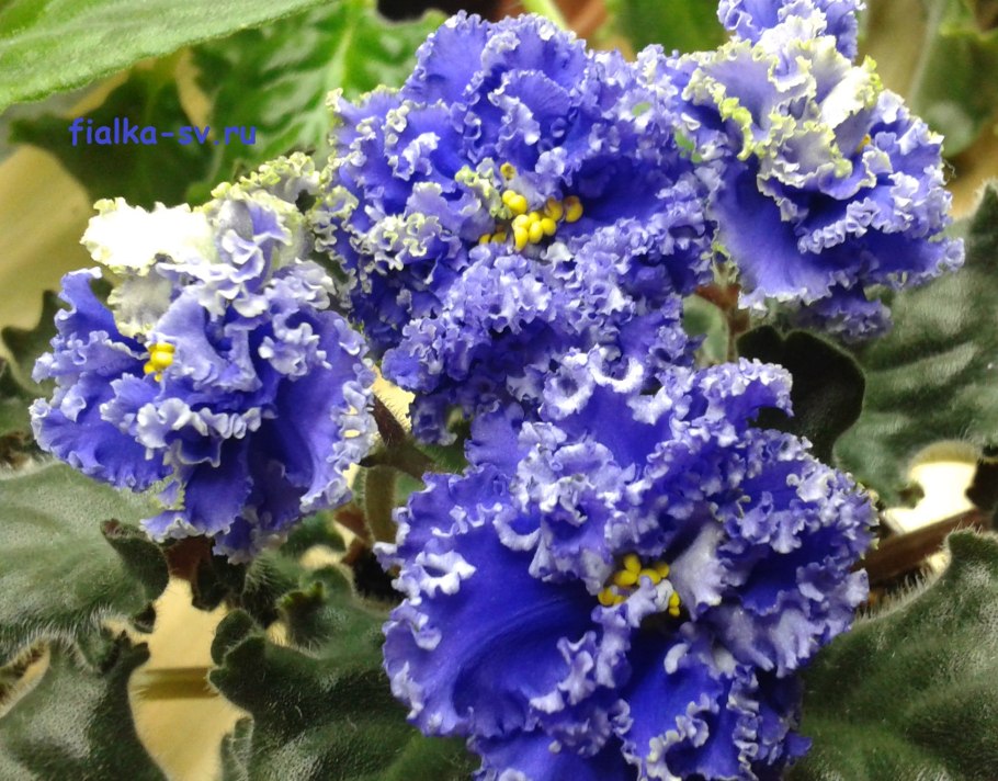 Фиалка купорос