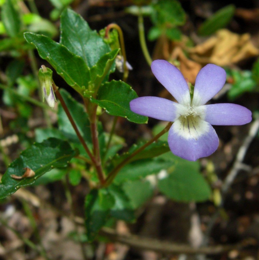 Rob's Bee Boopsie (r.Robinson)