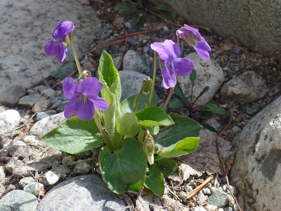 Фиалка топяная Viola uliginosa