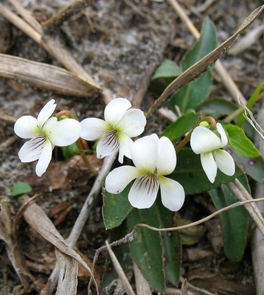 Viola stagnina
