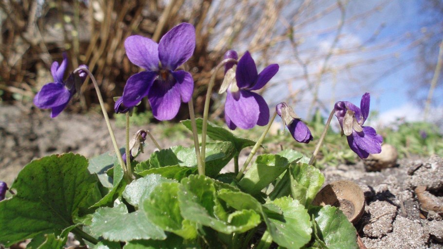 Jolly Mimi фиалка