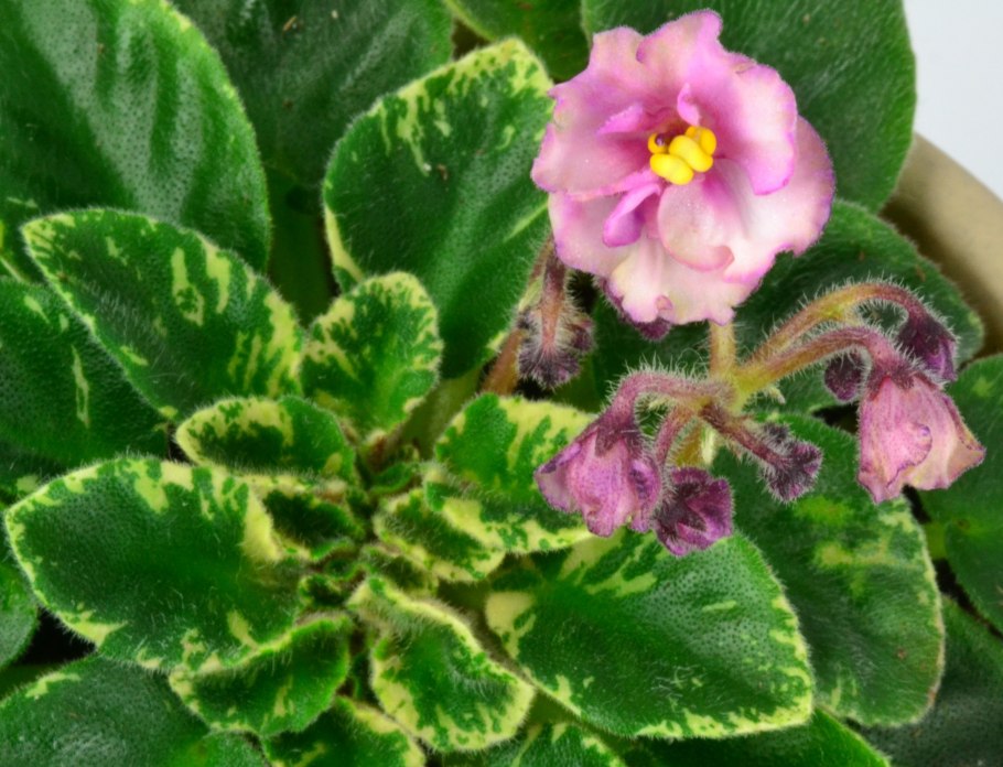 Viola epipsila клейстогамия