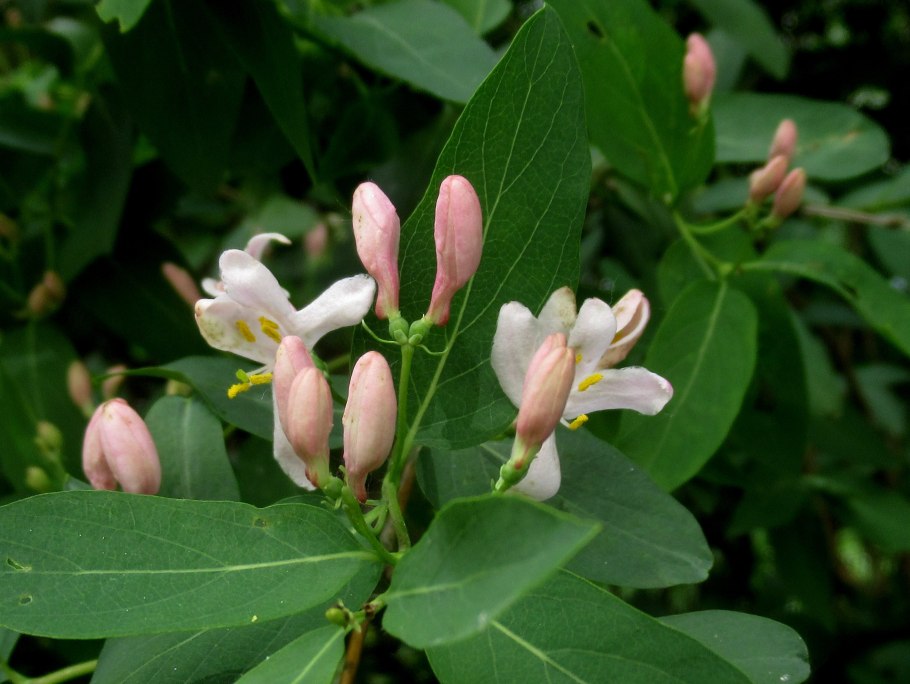 Жимолость Максимовича каприфоль